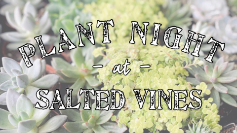 Pick Your Planter  \ Plant Night at Salted Vines