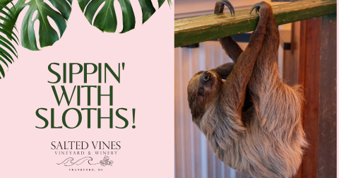  Sippin' with Sloths!     
